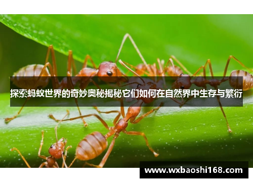 探索蚂蚁世界的奇妙奥秘揭秘它们如何在自然界中生存与繁衍